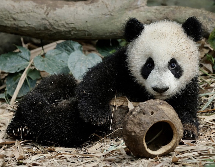 River Wonders River SafariSingapore Baby Panda Singapore