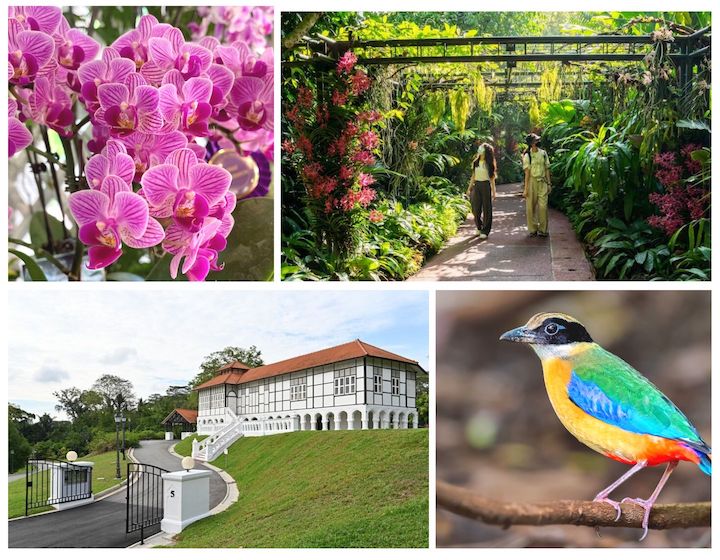 botanic gardens singapore hybrid, orchidetum, gallop, bird