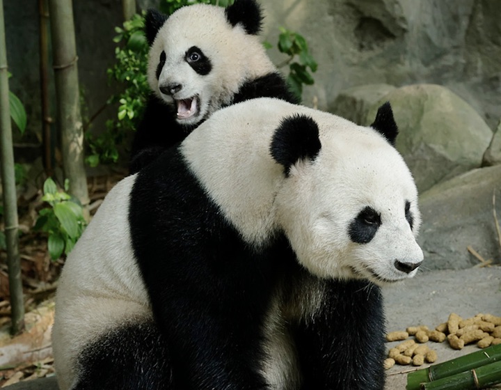 River Wonders Singapore /River Safari: Baby Panda & Animal Shows