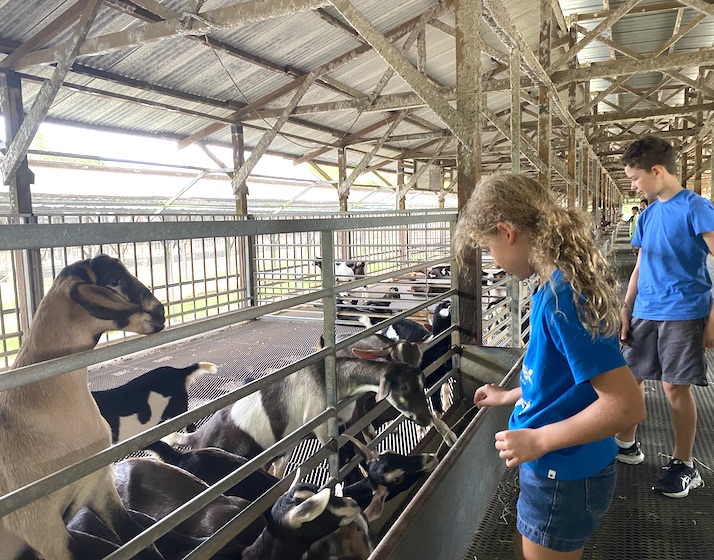goat farm in sinagpore plus petting animal farms