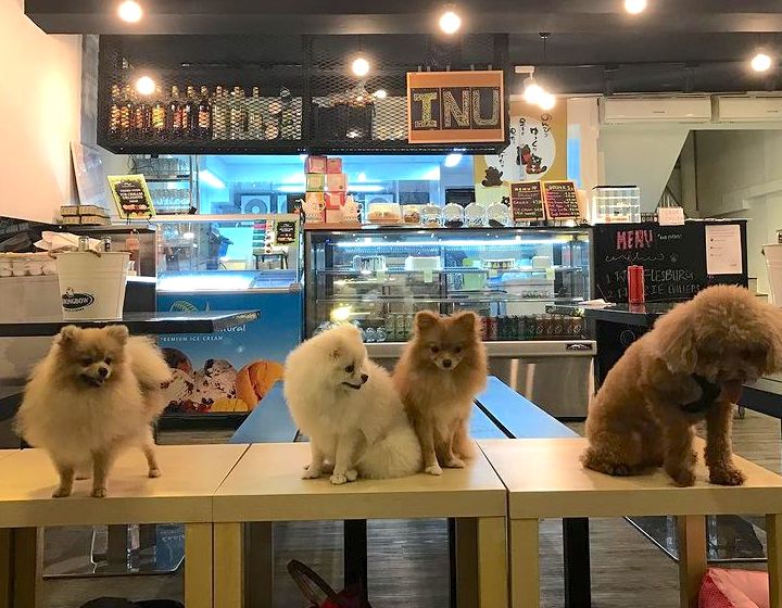 dog friendly cafe singapore inu cafe & boutique