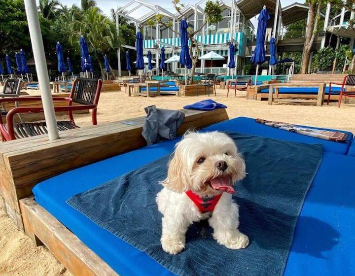 dog friendly cafe singapore FOC Sentosa