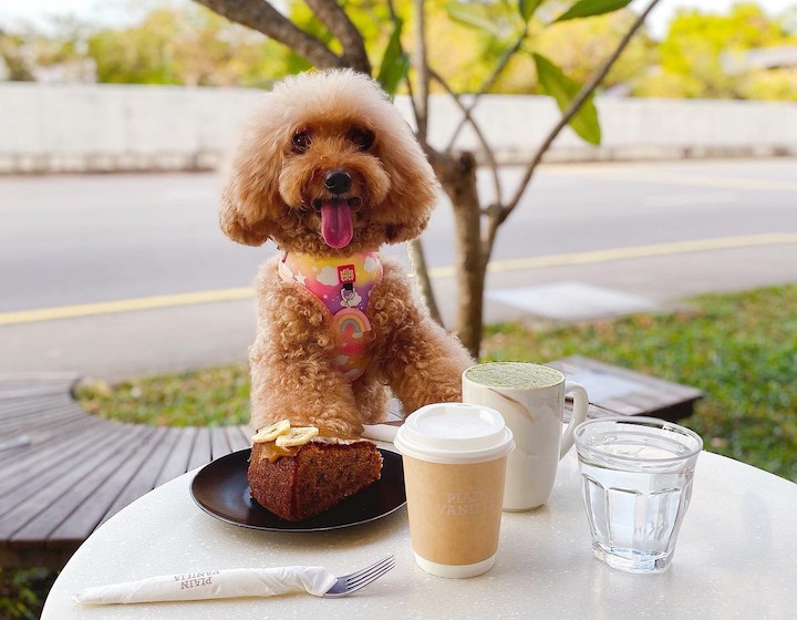 dog friendly cafe plain vanilla bakery