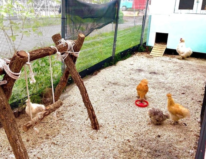 animal farm in singapore farm in singapore petting zoo singapore - city sprouts 