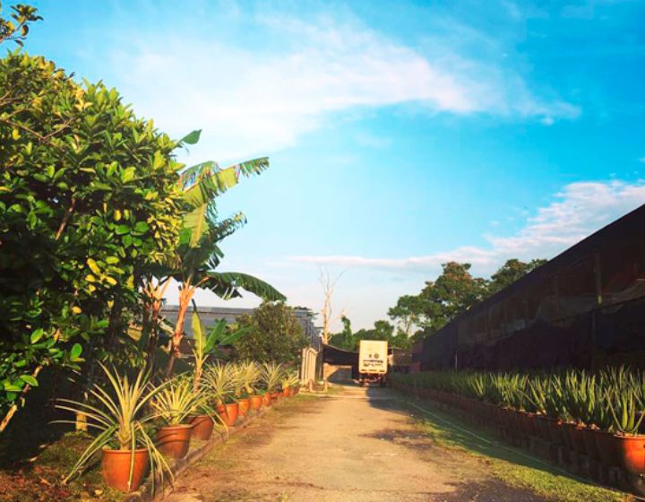 vegetable farms in singapore - fruit farms in Singapore - kin yan argotech