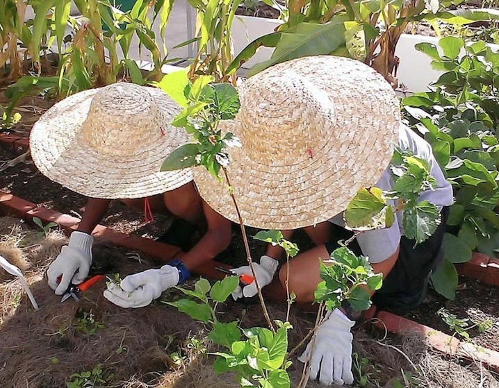 goat farms in singapore plus urban farms