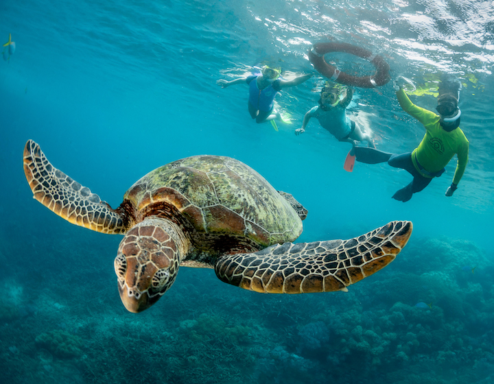 PriceBreaker vacation in australia sunlover reef sea turtle