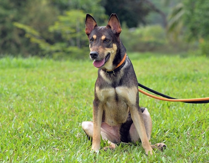 dog adoption singapore save our street dogs dog in a park