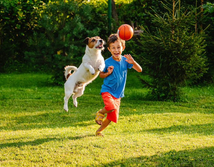 Dog adoption singapore dog and boy playing with a ball