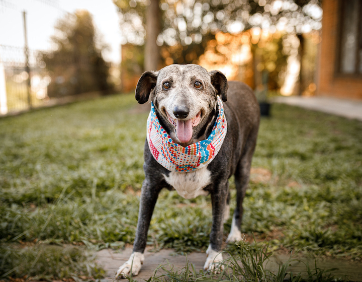 dog adoption singapore senior mixed breed dog outside