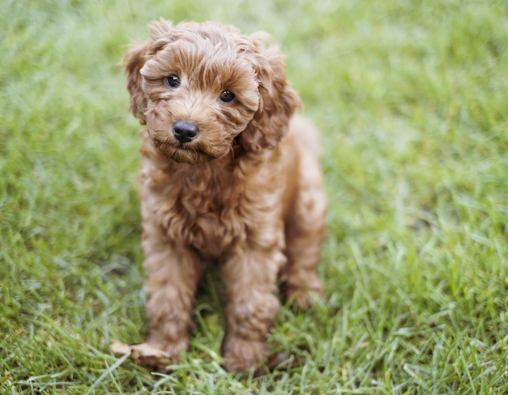 dog adoption singapore cavapoo puppy sitting on grass