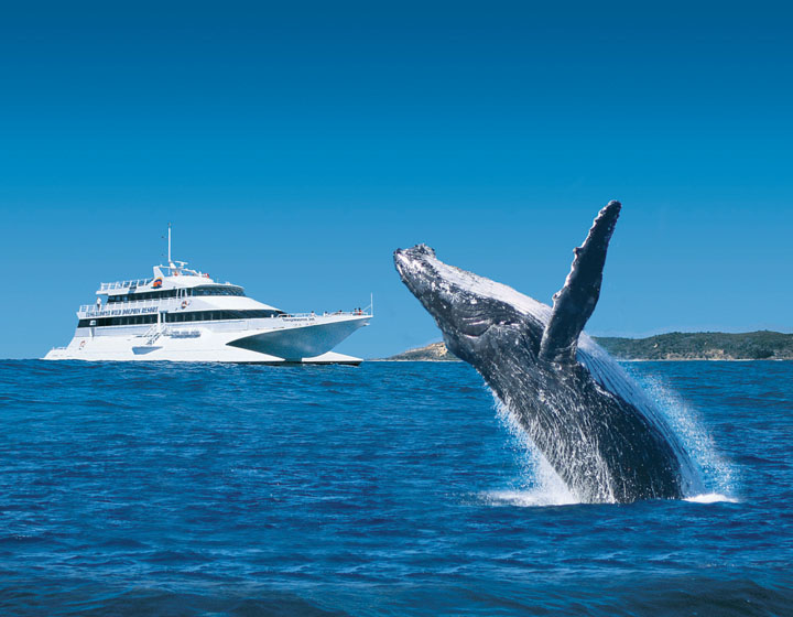 Tanaglooma Whale Watching Cruise PriceBreaker