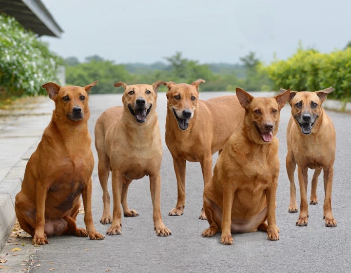 dog adoption singapore animal lovers league five dogs