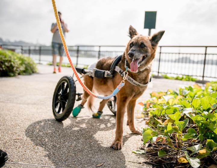 dog adoption singapore hope dog rescue singapore cute dog 