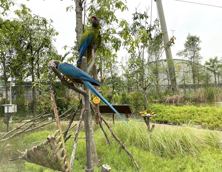 Bird Paradise: Jurong Bird Park singapore Highlights, Ticket Promotions & Playgrounds
