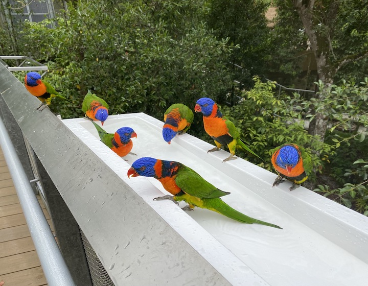  Bird Paradise: Jurong Bird Park singapore Highlights, Ticket Promotions & Playgrounds