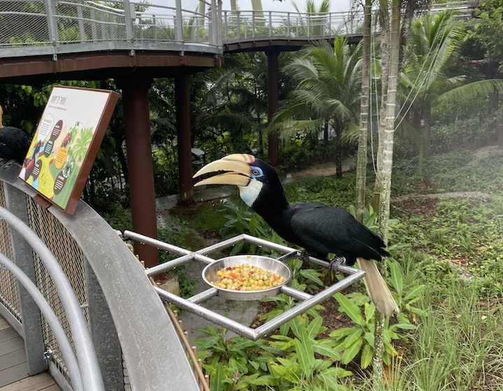 Bird Paradise Singapore: Tickets, Animal Shows, Birds 