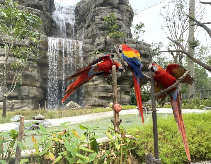 Kids activities in Singapore for small kids and teens - visit the Bird park