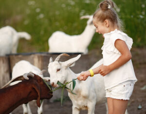 animal farm singapore - girl feeding goat