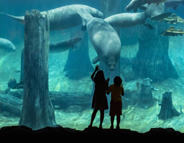 river wonders river safari singapore underwater - river wonders tickets