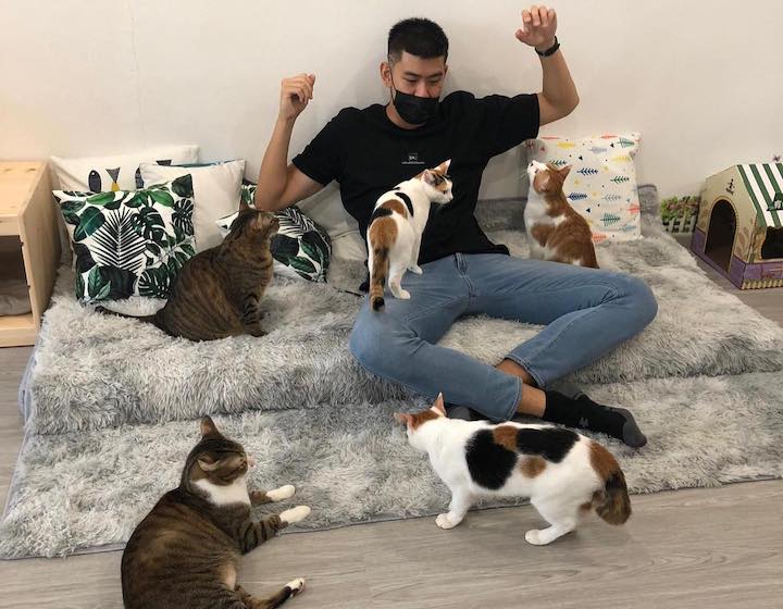 cat cafes singapore