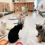 dog cafes and cat cafe sin singapore - Meomi Cat Cafe