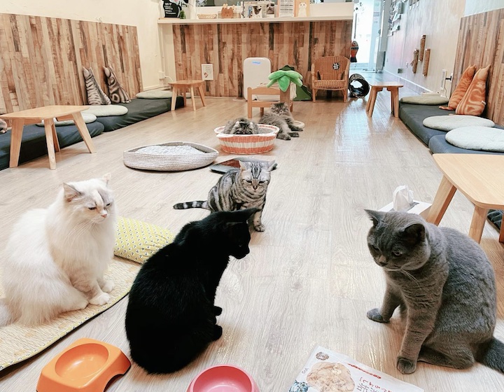 dog cafes and cat cafe sin singapore - Meomi Cat Cafe