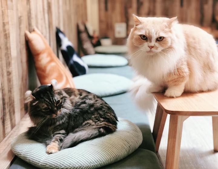 cat cafes singapore