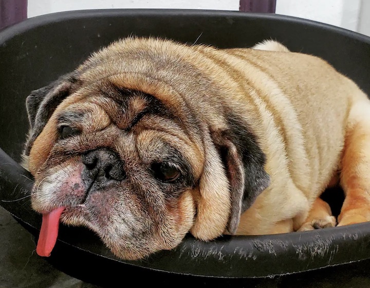 Dog/cat cafes in Singapore What the pug