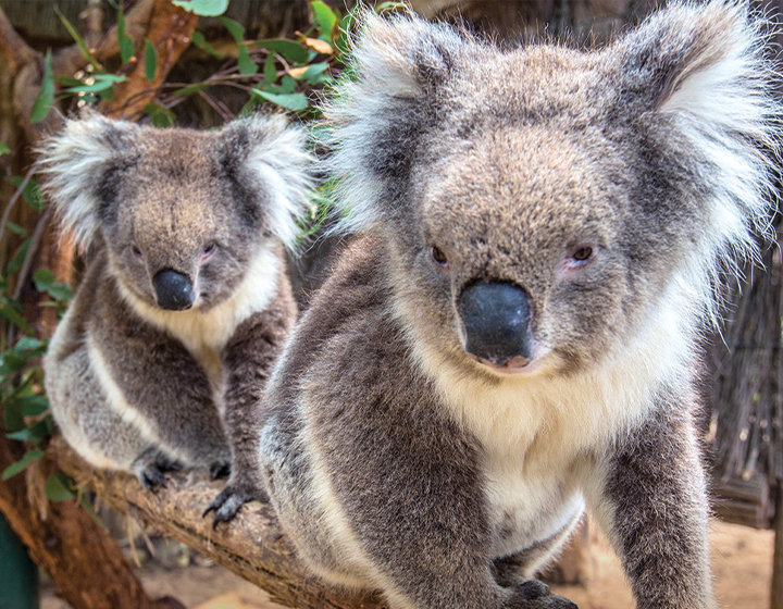 Qantas Passenger Perks