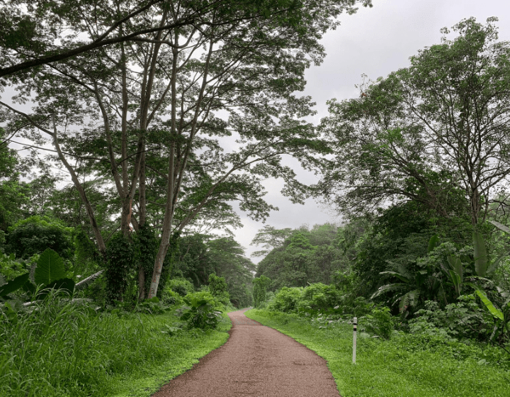 Rail Green Corridor trail hiking trail singapore 