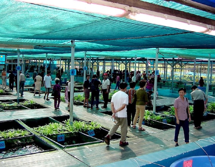 animal farm in singapore fish farm singapore - nippon fish farm