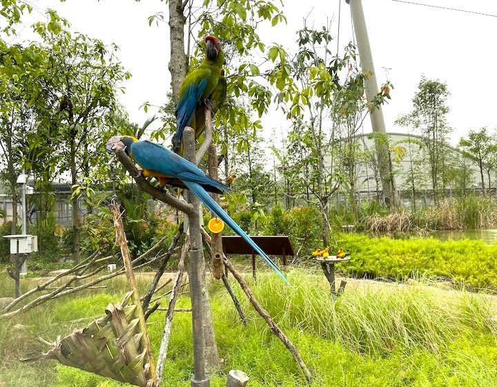 bird paradise - jurong bird park