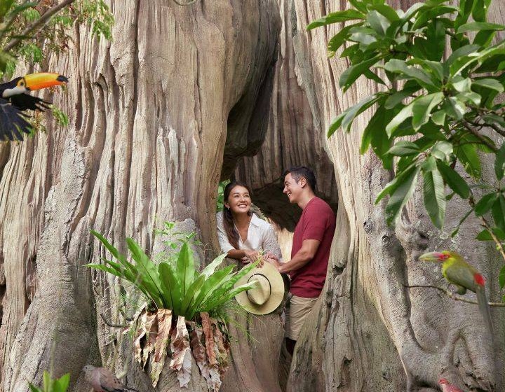 bird paradise jurong bird park singapore: amazonian jewels