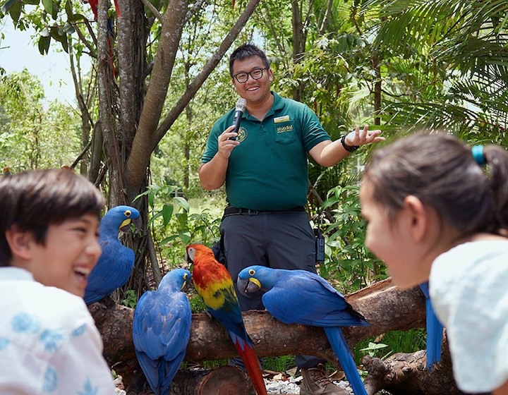 bird paradise singapore - macaw keeper talk