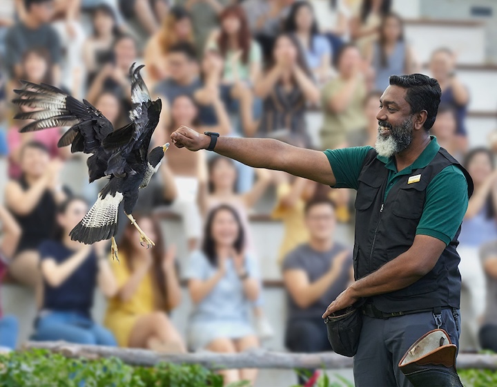 bird paradise singapore - show times, bird shows