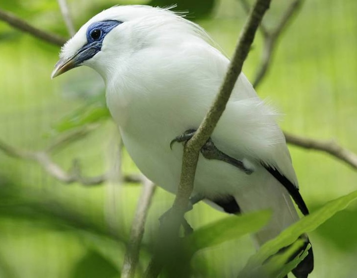 bird paradise singapore - songs of the forest