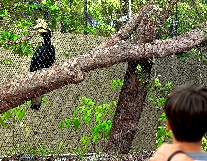 bird paradise singapore - winged sanctuary