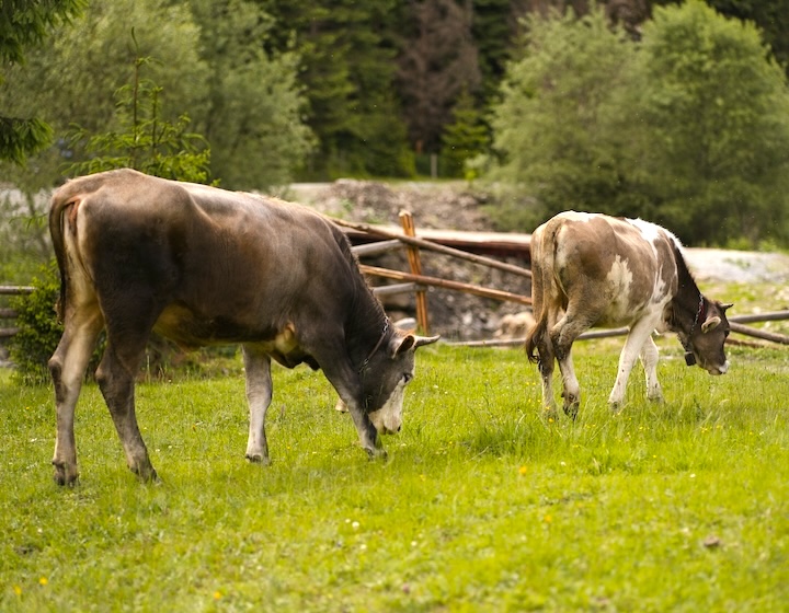 animal farms singapore cow farm in singapore - dairy folks