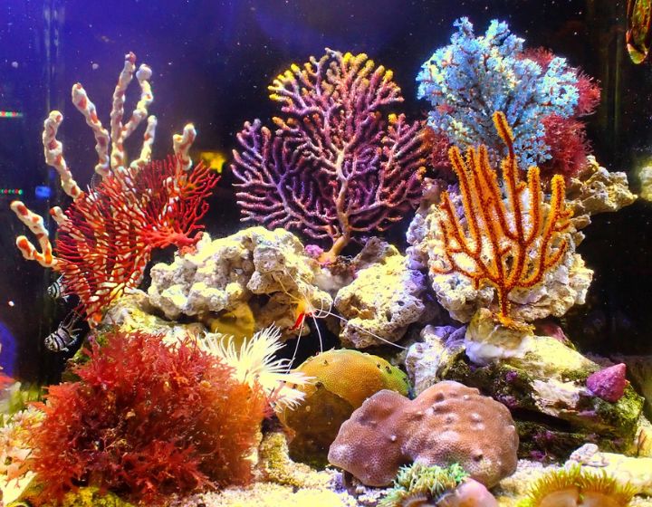 fish shops in singapore - pet fish aquarium shops near me - aquamarin aquatic pets