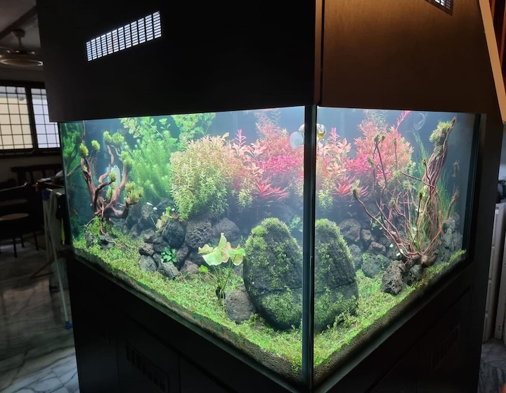 fish shop singapore - polyart aquarium