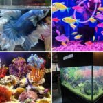 where to buy pet fish in singapore - aquarium shops near me
