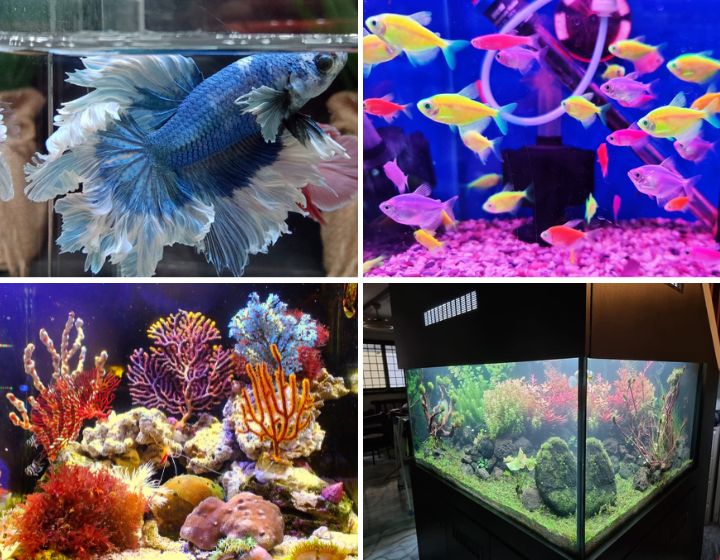 where to buy pet fish in singapore - aquarium shops near me