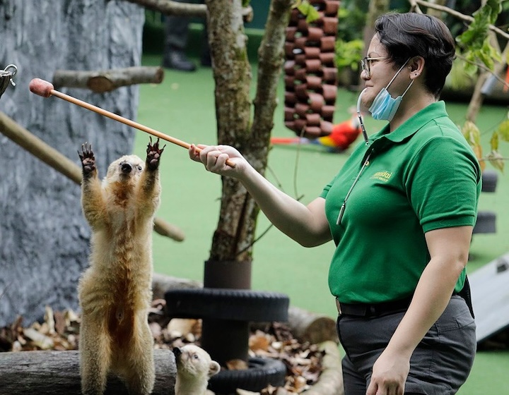 river wonders singapore - river safari - keeper talk