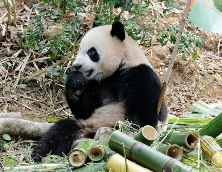 River Wonders - River Safari - Baby Panda Lele