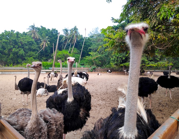 desaru coast guide - desaru ostrich farm - things to do in desaru