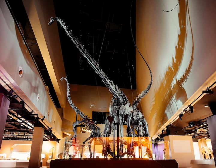 dinosaur park singapore - lee kong chian natural history museum