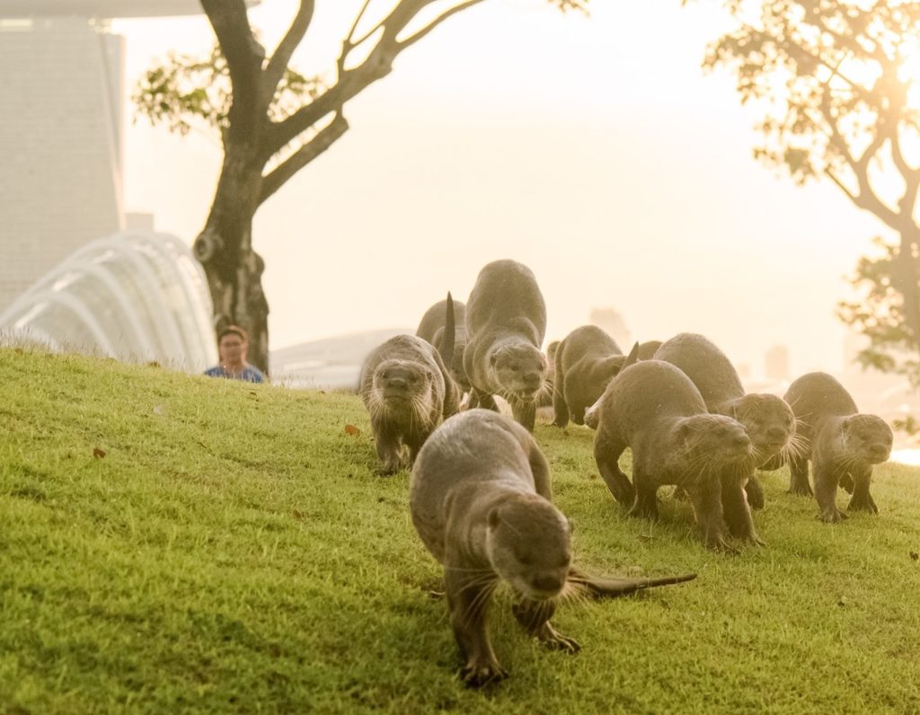 where to see wild animals otters in singapore