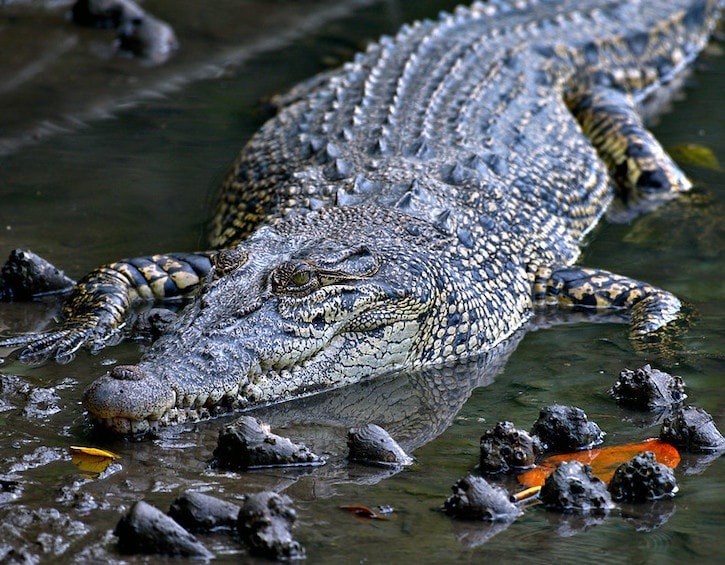 where to see crocodiles