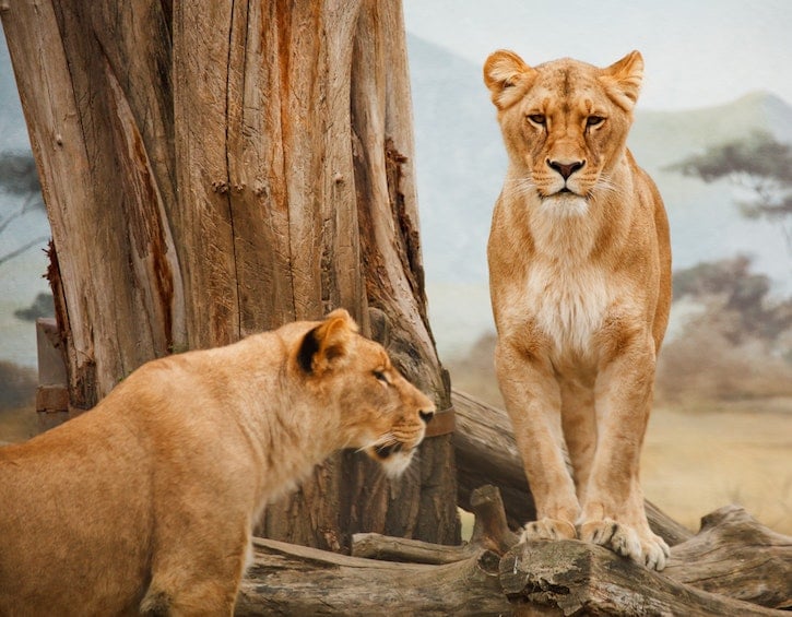 lions on Safari Kruger